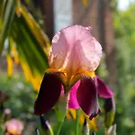 Comme Parenthese Au Coeur Des Hortillonnages 3* Αμιάν