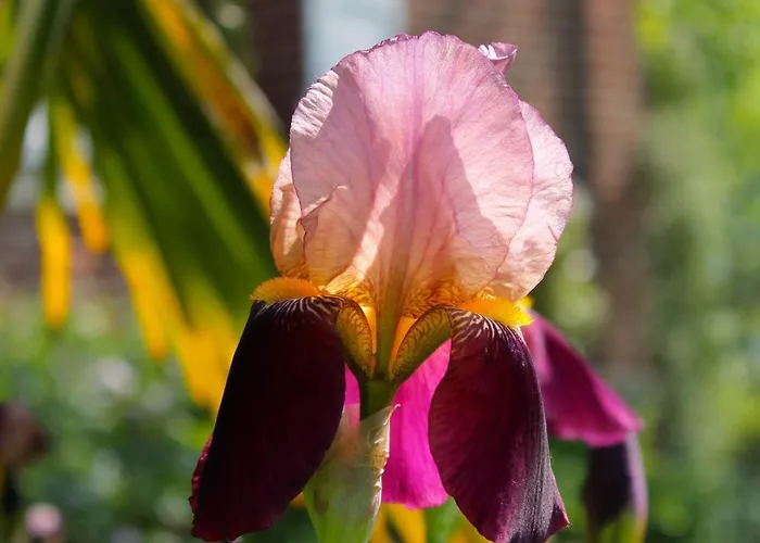 Comme Parenthèse Au Coeur Des Hortillonnages 4* Amiens